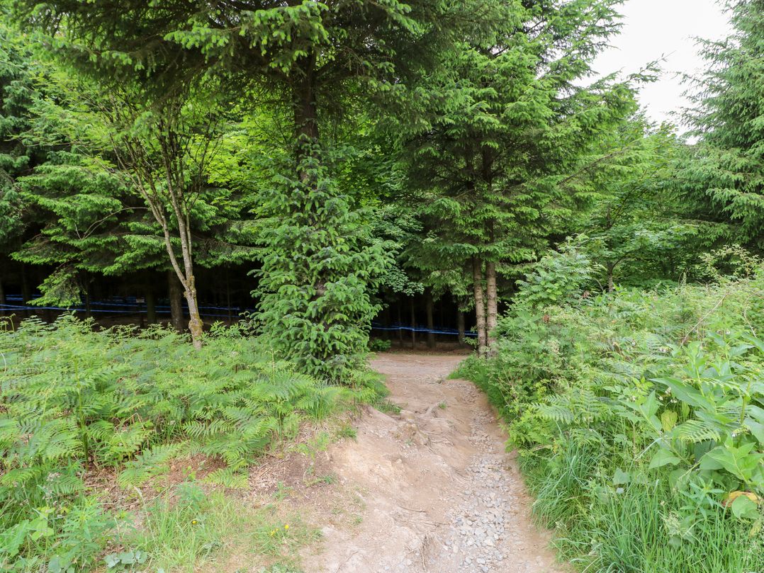 Forestside View