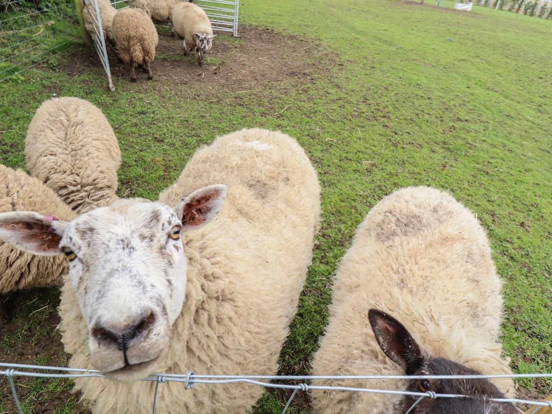 Southdown