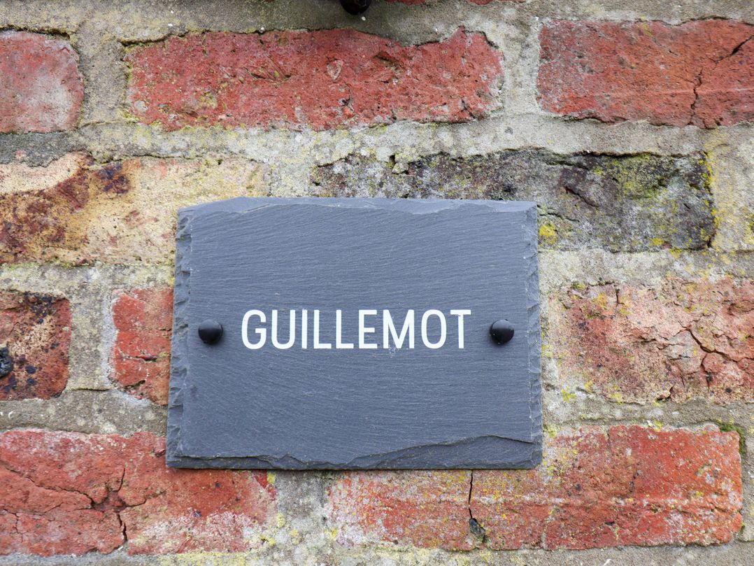 Guillemot
