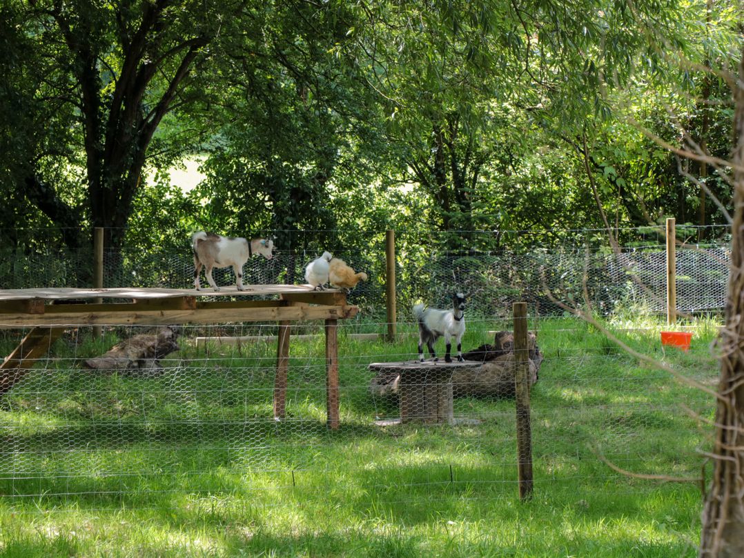 The Foxes Den Shepherds Hut