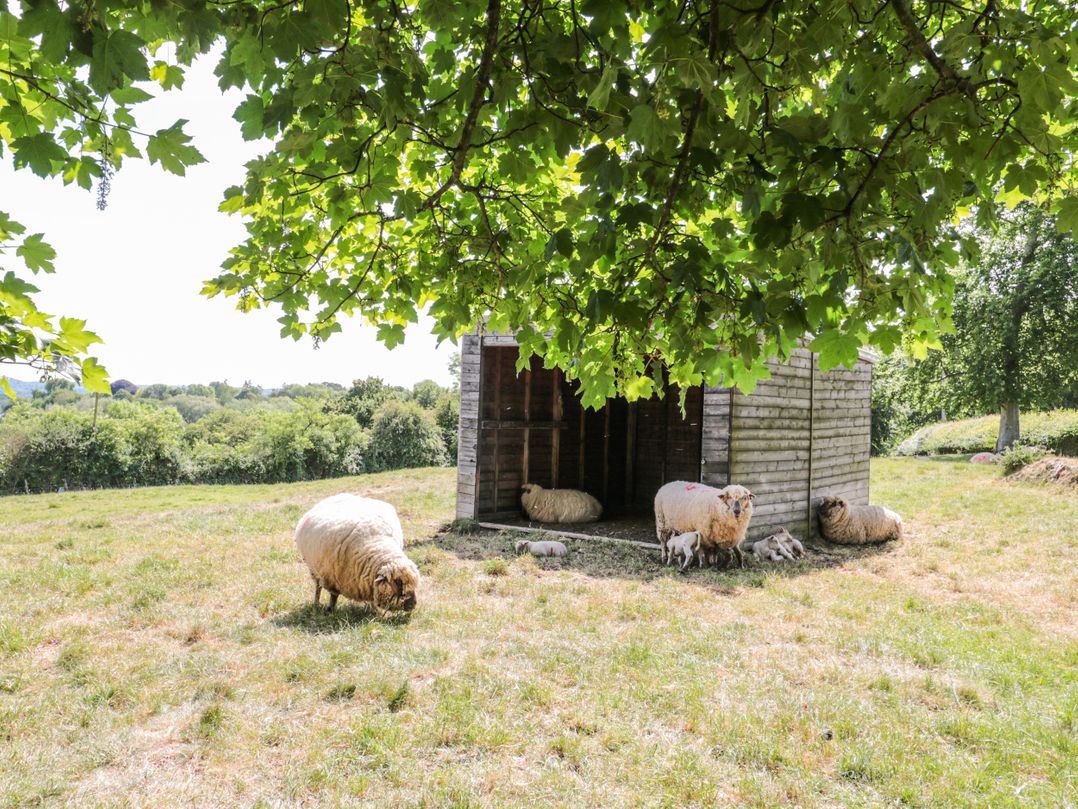 The Bull Pen