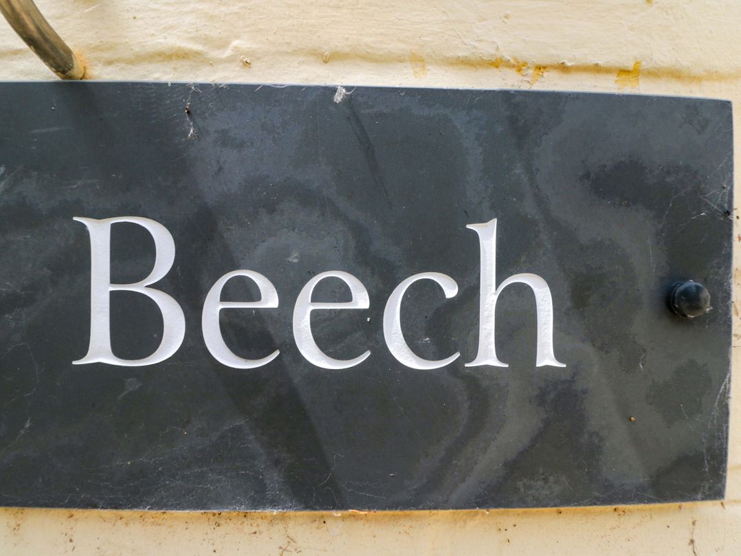 Beech