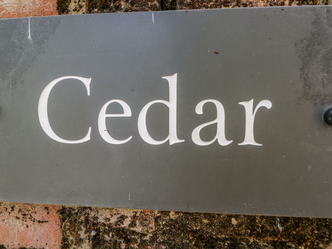Cedar