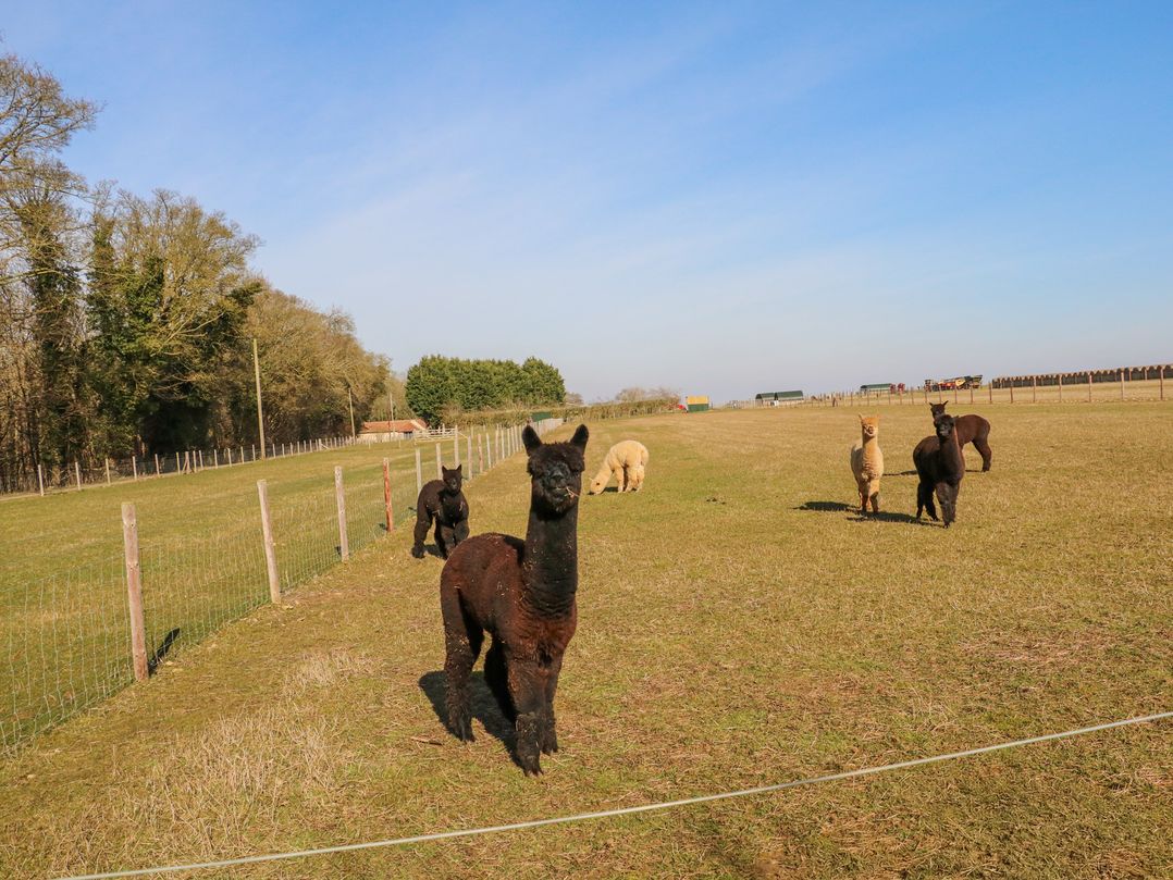 Alpaca Lodge