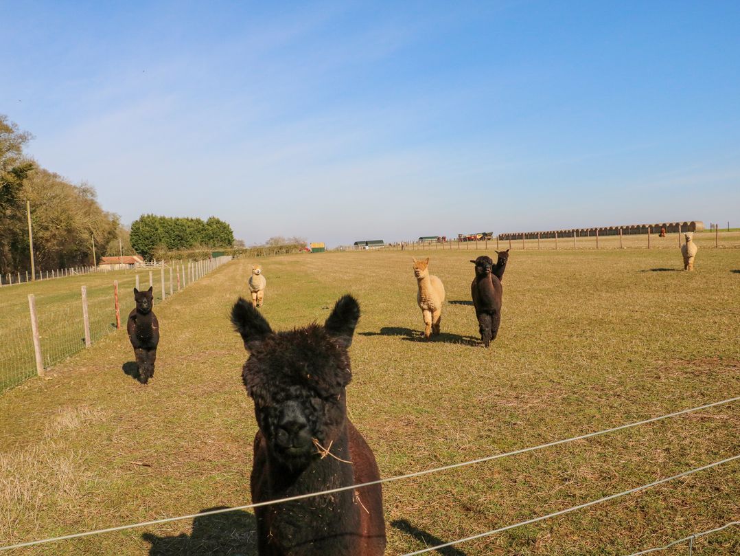 Alpaca Lodge