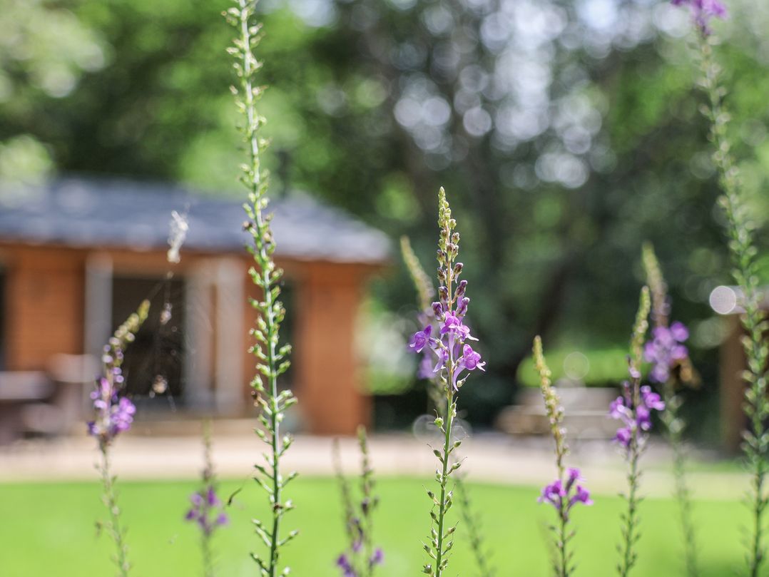 Roe Deer Lodge