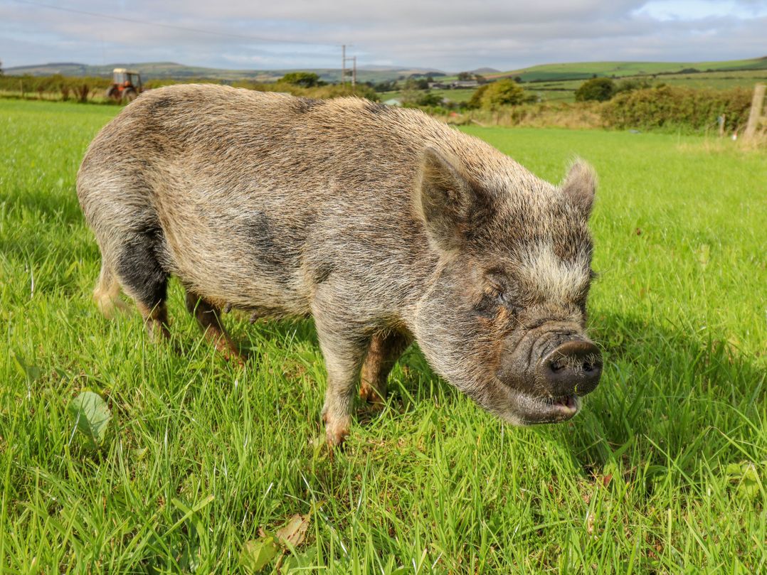 Nanny Jill's Peaceful Sanctuary Cabin