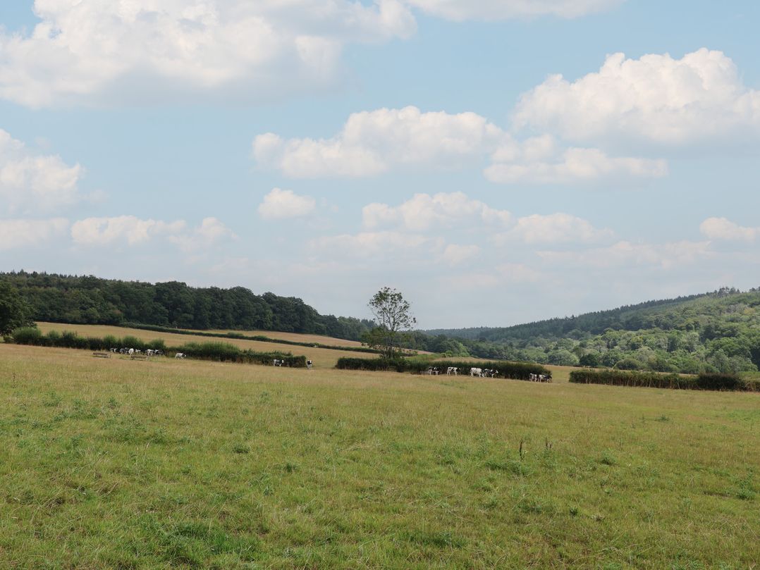 A Devon Den at Harcombe House