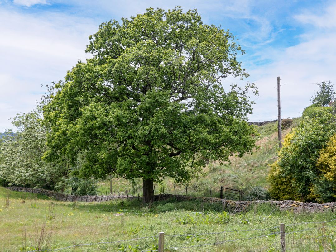 The Plucking Shed