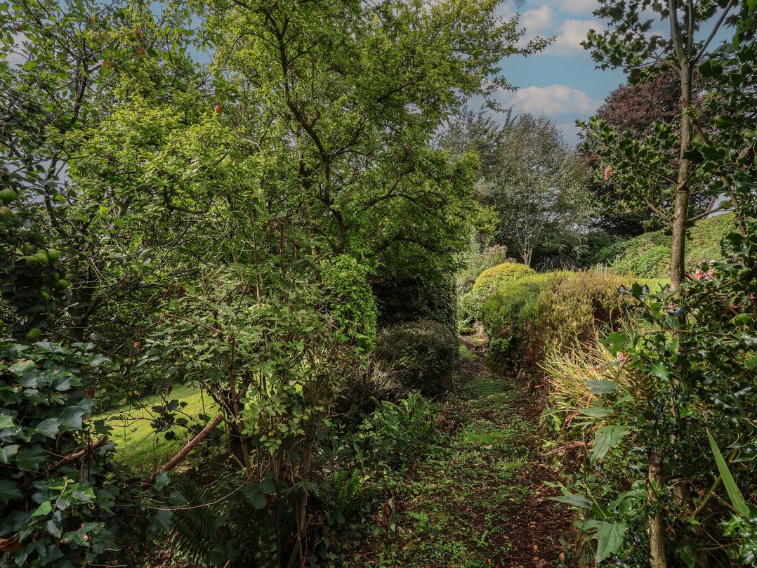 Hedgerose