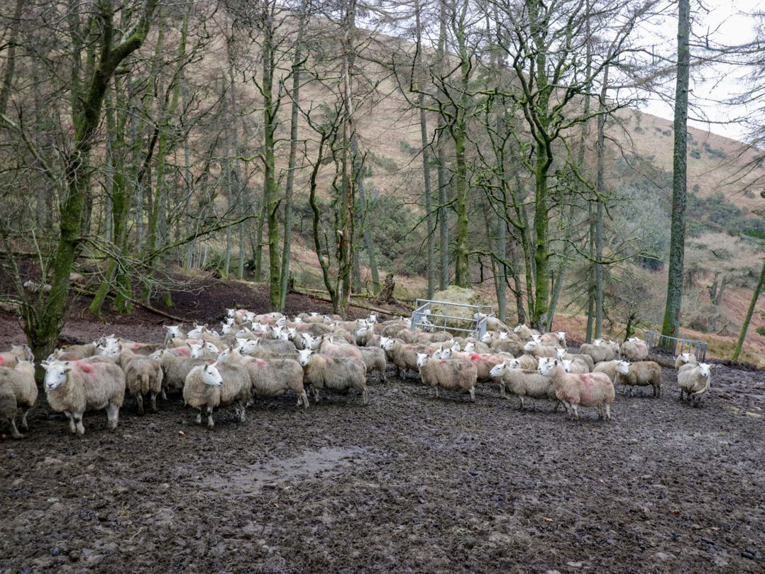 Newlands Fell Cottage