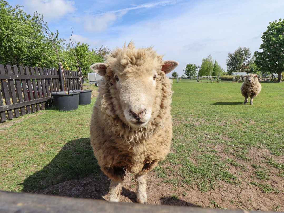 Ewe View