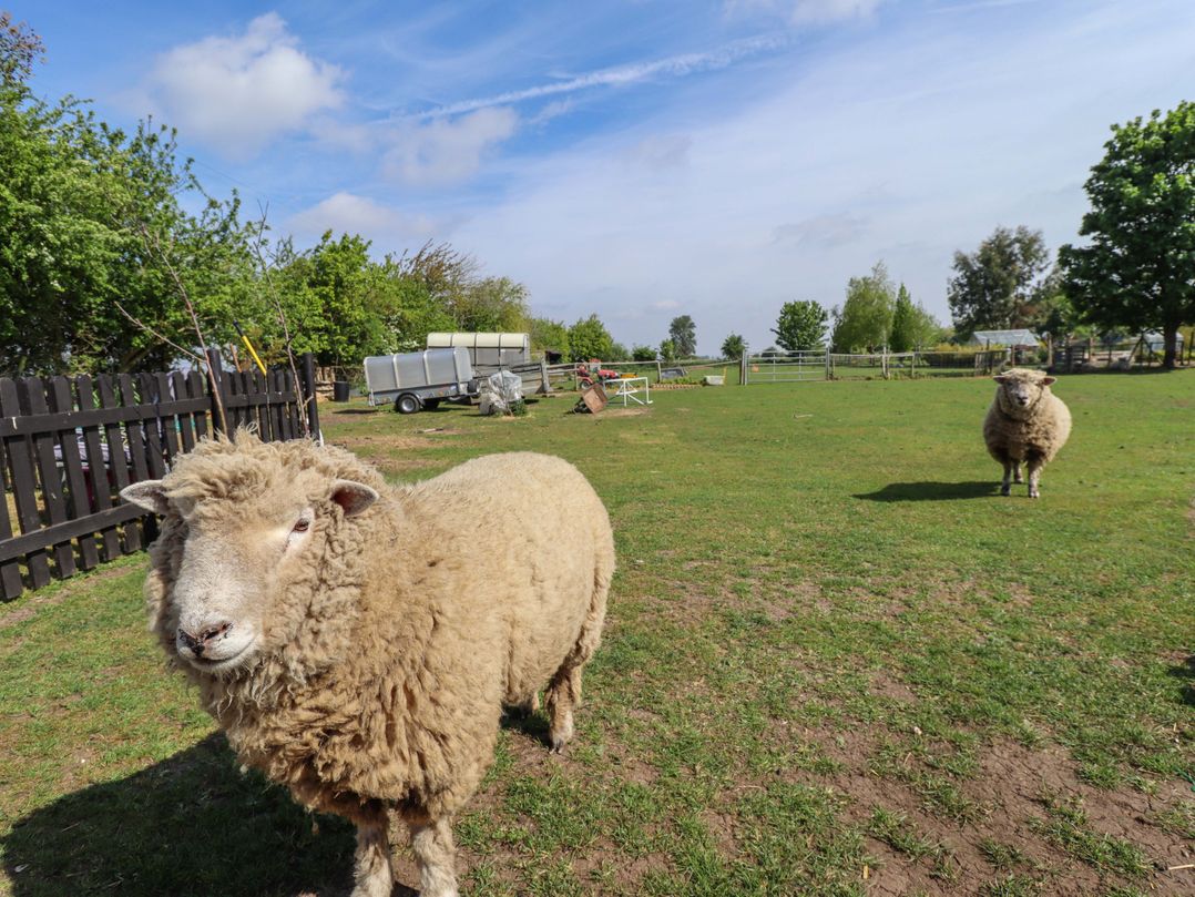Ewe View