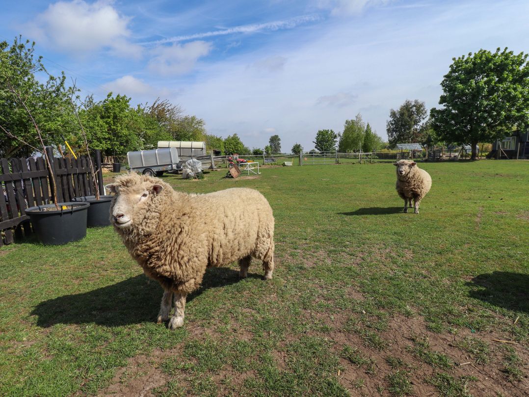 Ewe View