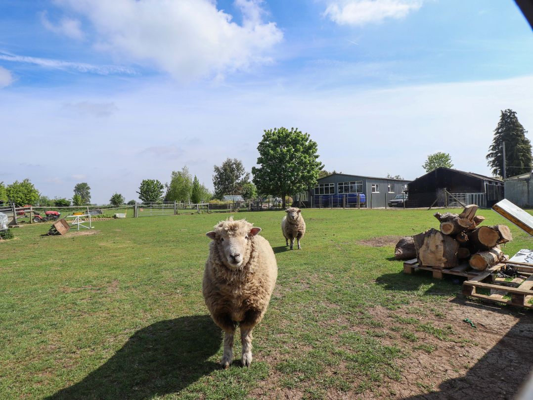 Ewe View