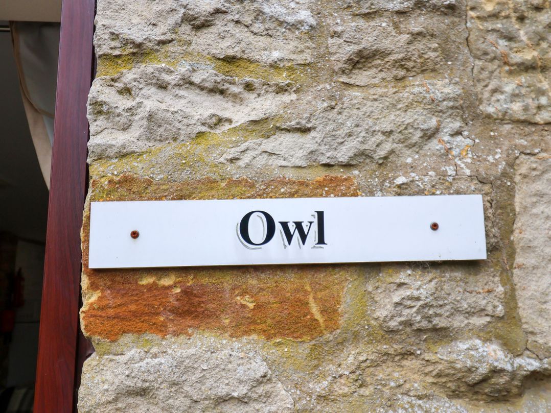 Owl