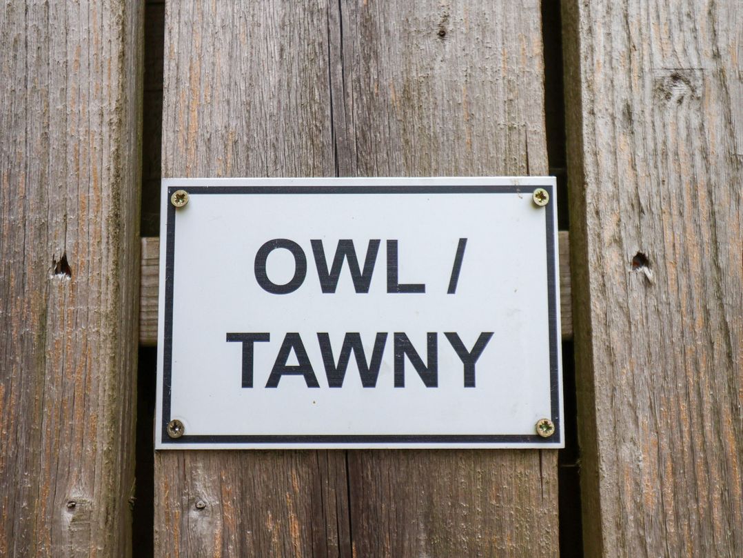 Owl