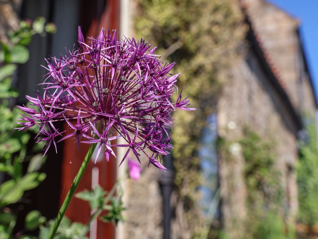Wildflower Cottage