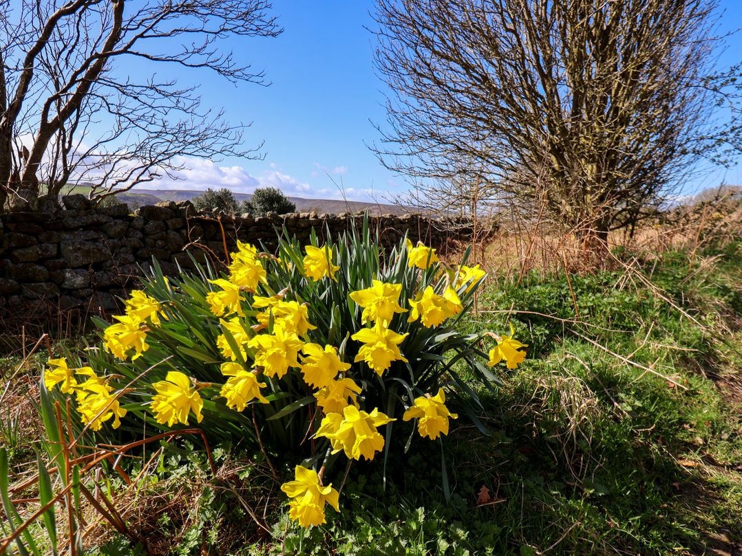 Daffodil Cottage