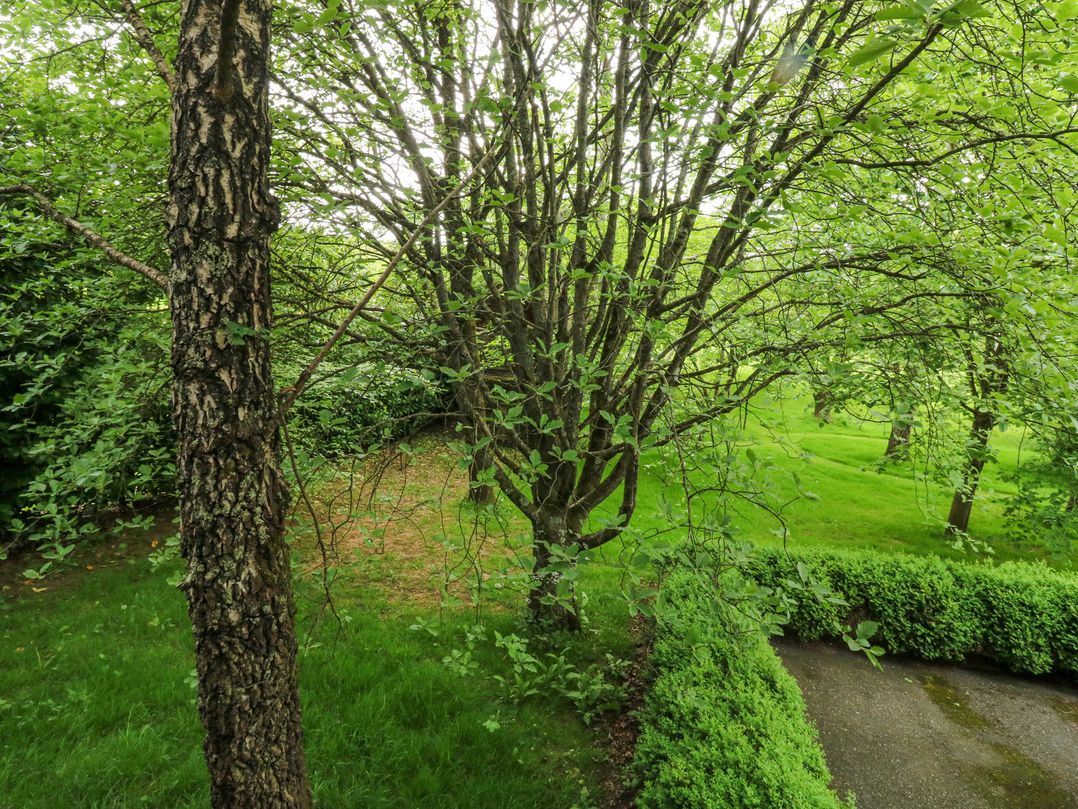 Treetops