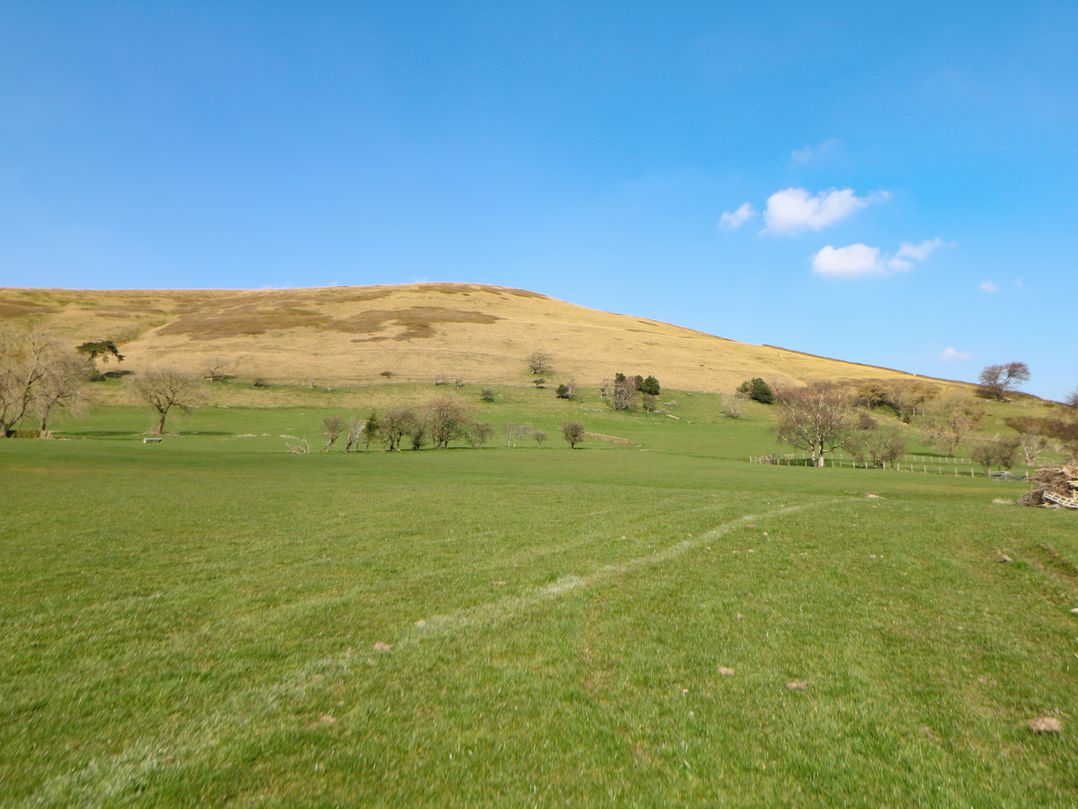 Meadow View