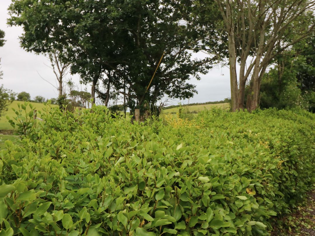Rowantree
