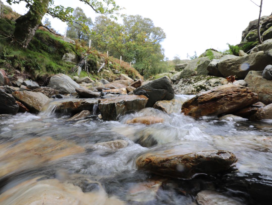 Llwyn Bedw