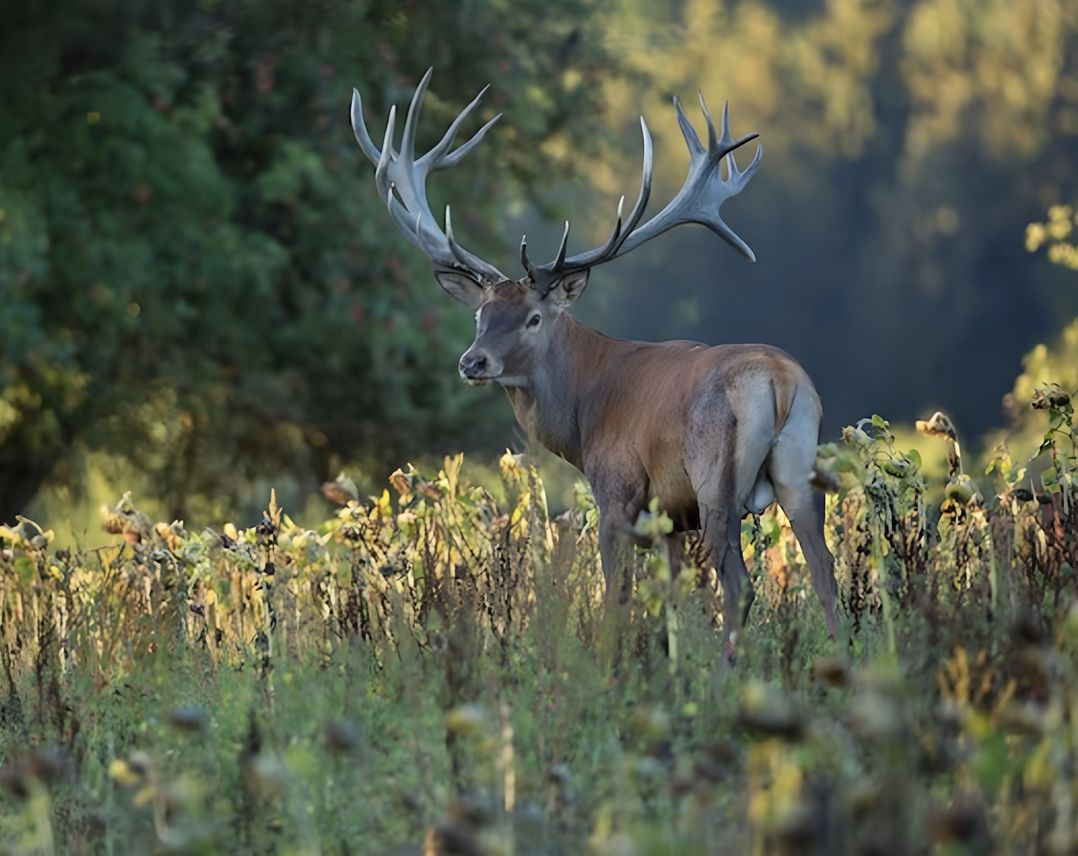 The Tree House in the Woods