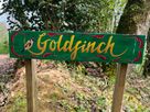 Goldfinch thumbnail photo 21