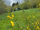 Goldfinch thumbnail photo 30