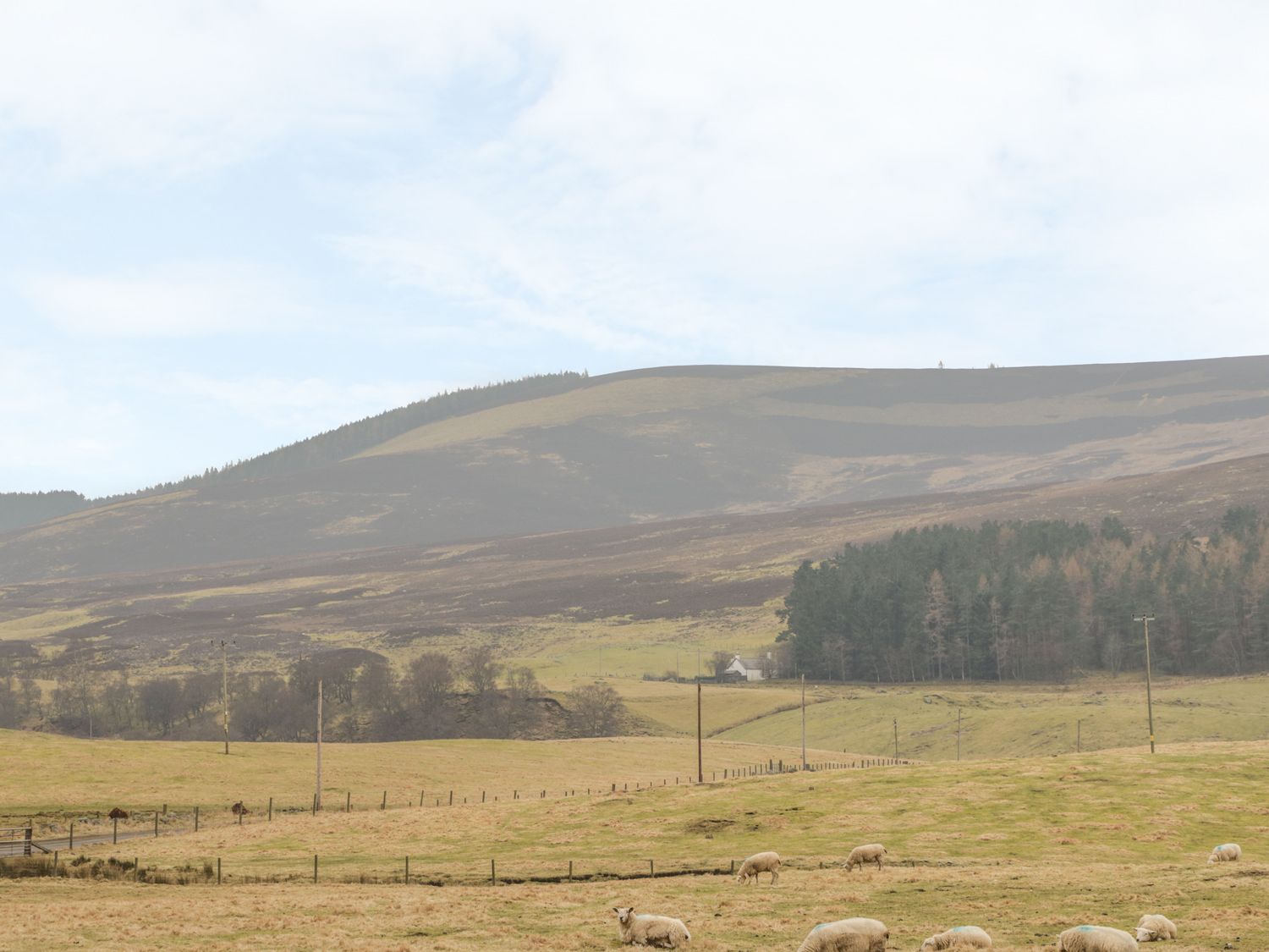 The Bothy, Angus