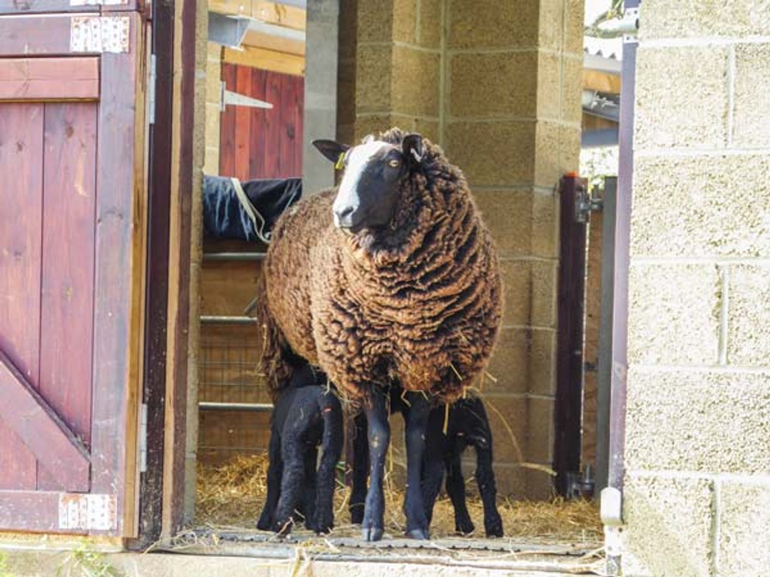 1 The Stables, Isle of Wight