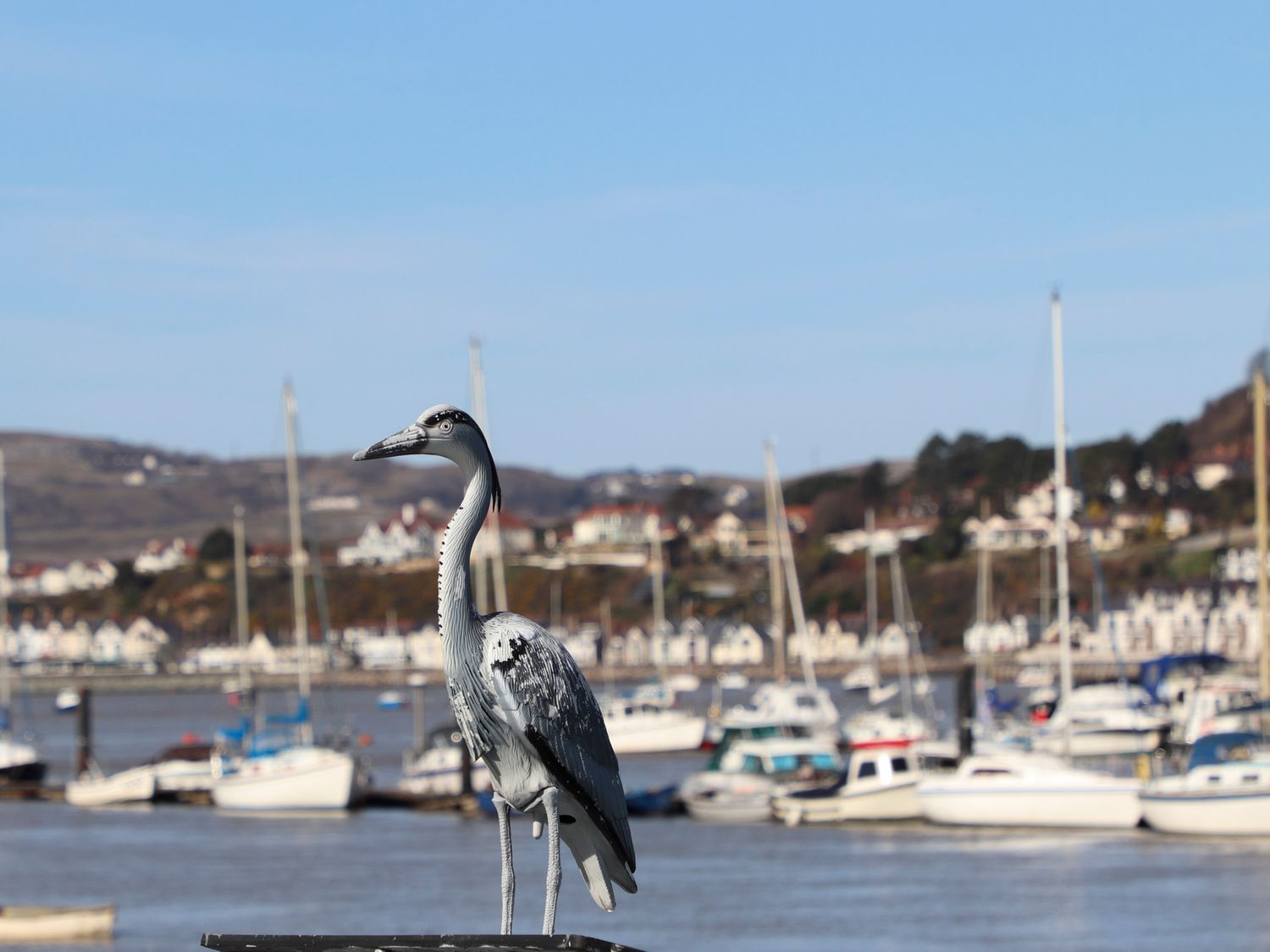 Shamrock Cottage, Deganwy