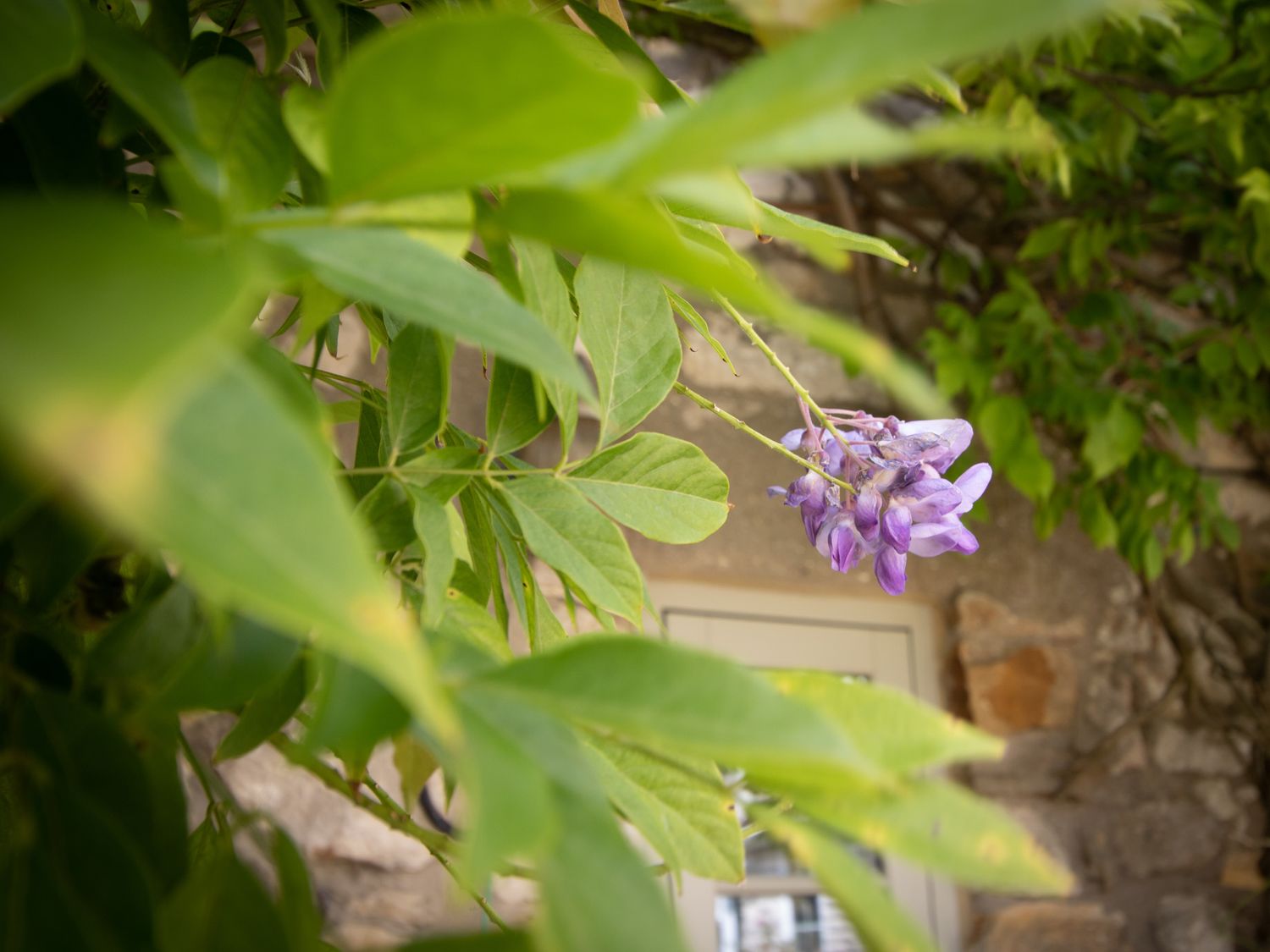 Fox Cottage, Sutton Poyntz