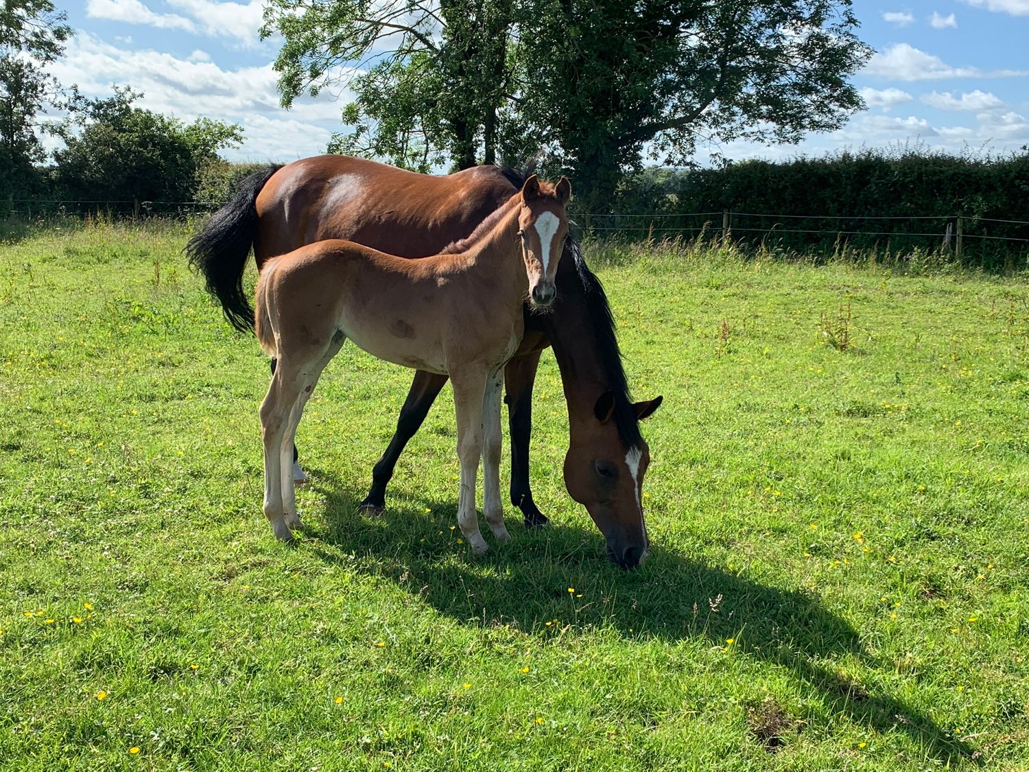 PINE COTTAGE, Snainton 