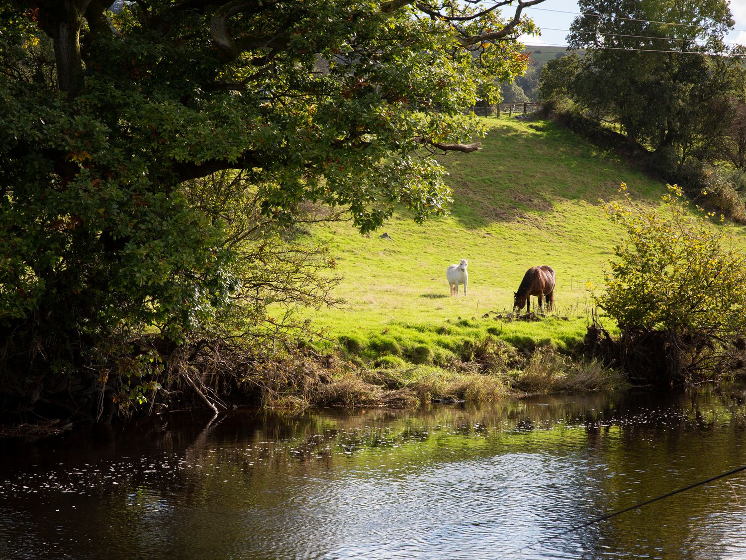 Bwthyn Bach Brefi, Llanddewi-Brefi