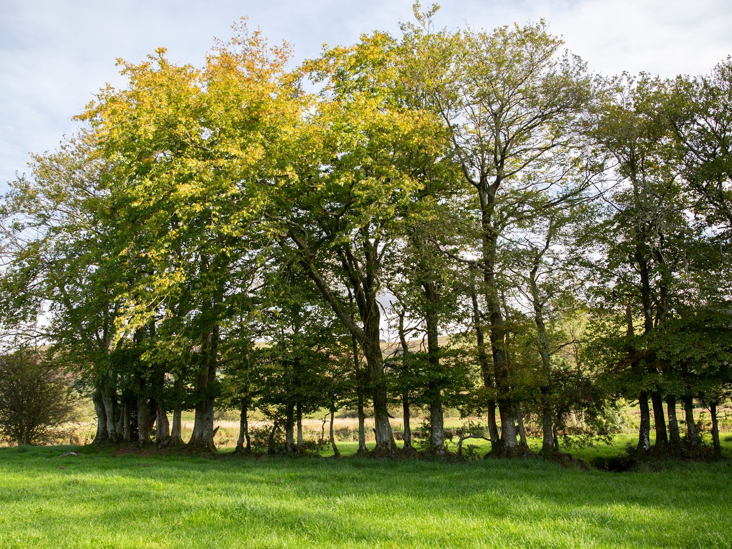 Bwthyn Bach Brefi, Llanddewi-Brefi