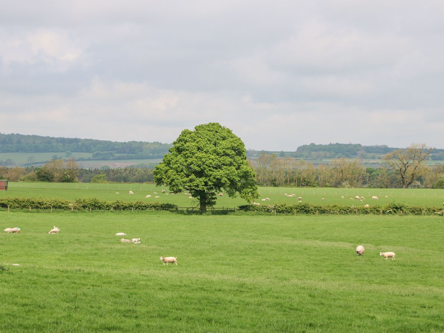 Badgers Sett, Staindrop