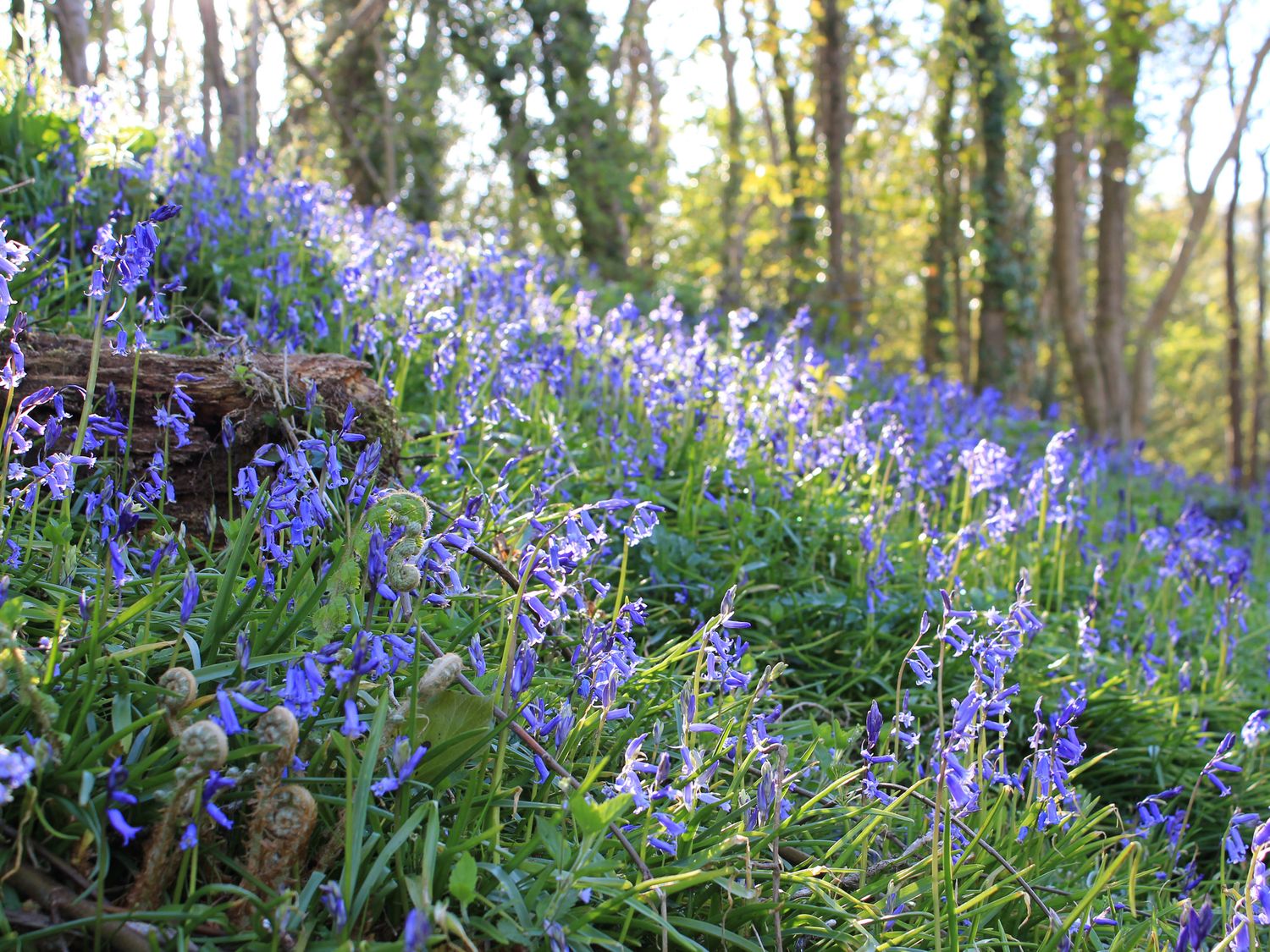 Magnolia Lodge, Saltash