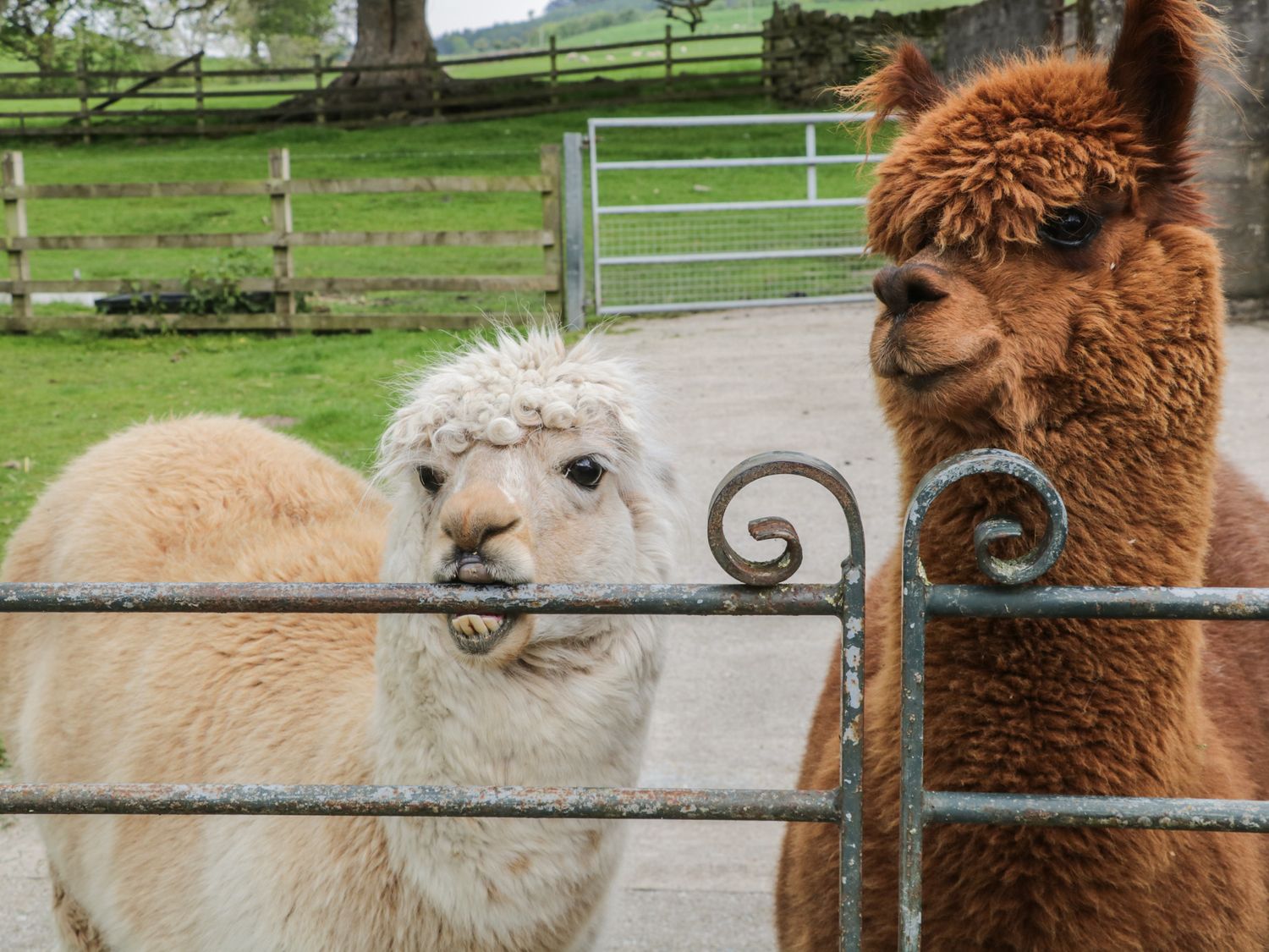Alpacas Bay Horse Cottage Stirton with Thorlby ( Ref 1042331 ) Rent holiday home near Skipton North Yorkshire