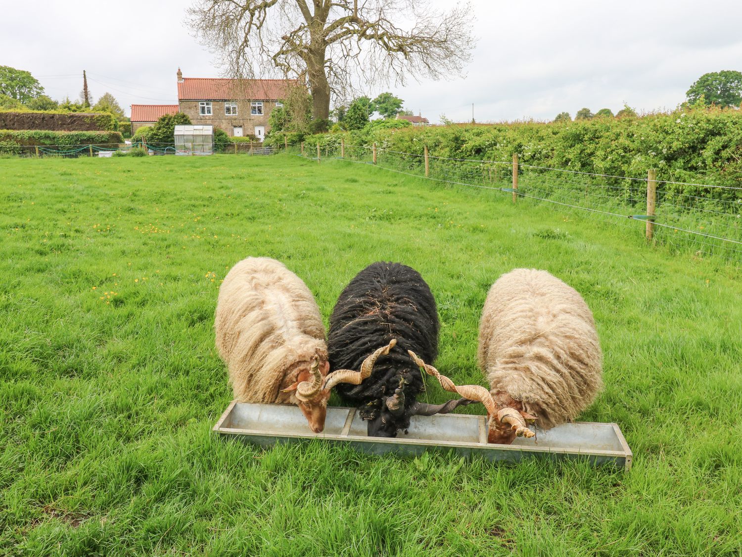 Otters Holt, Staindrop