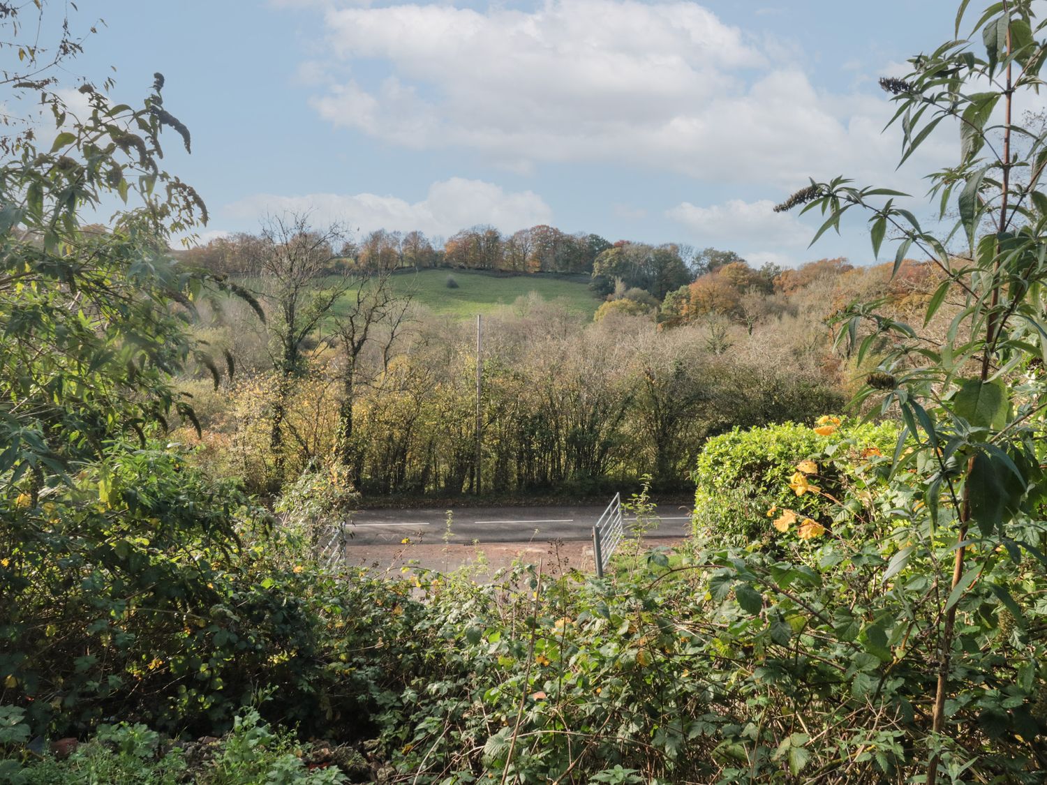 Primrose, Bampton, Devon