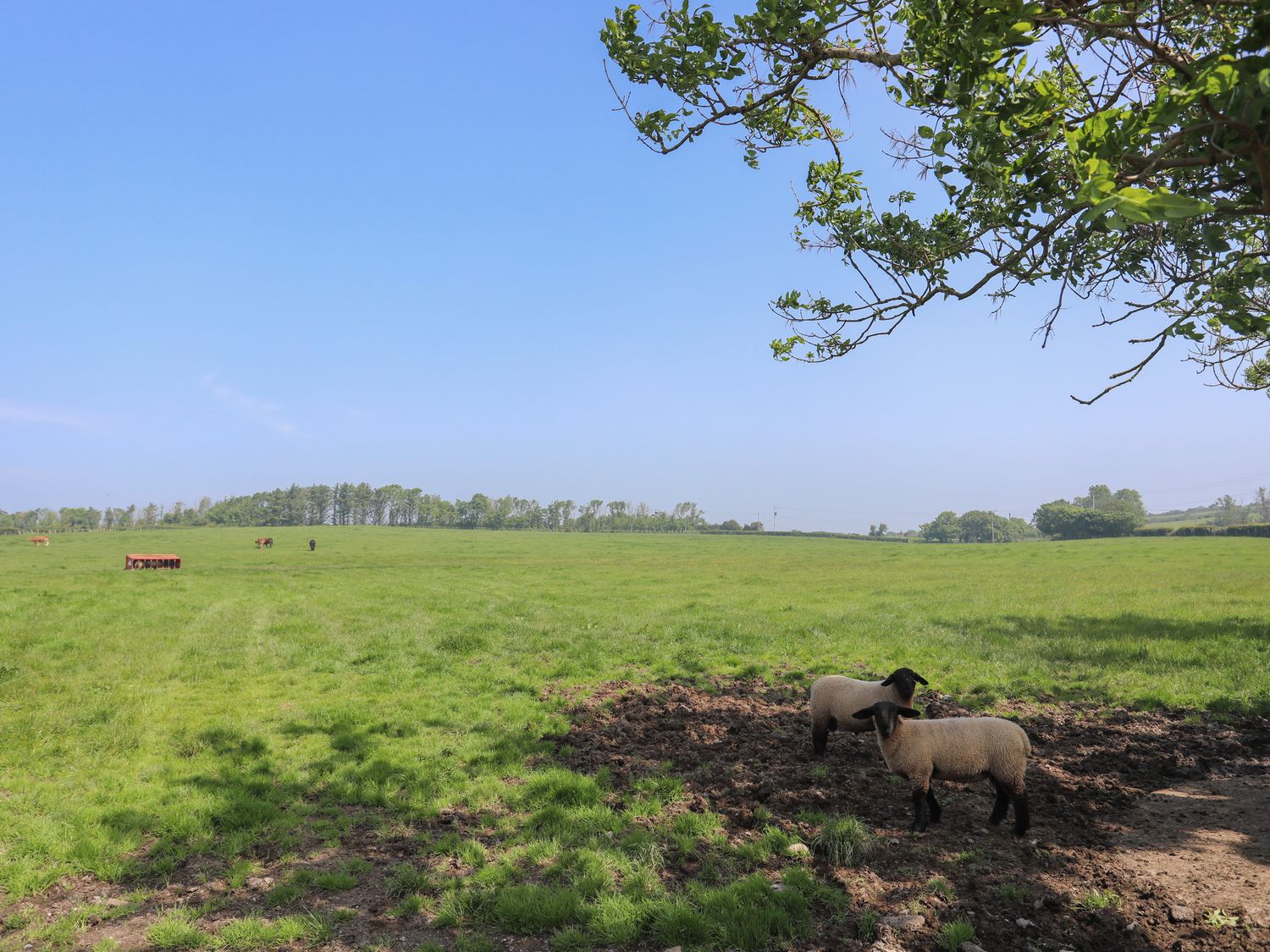 Nebo Pod by Amlwch, Anglesey. Studio-style open-plan living, Smart TV, pet-free, set on working farm