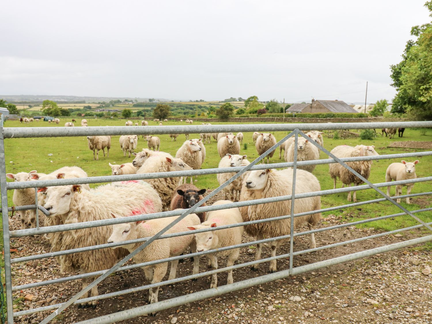 Thornfield, Windmill County Durham. Woodburning stove. Single-storey. Pet-friendly. Private driveway