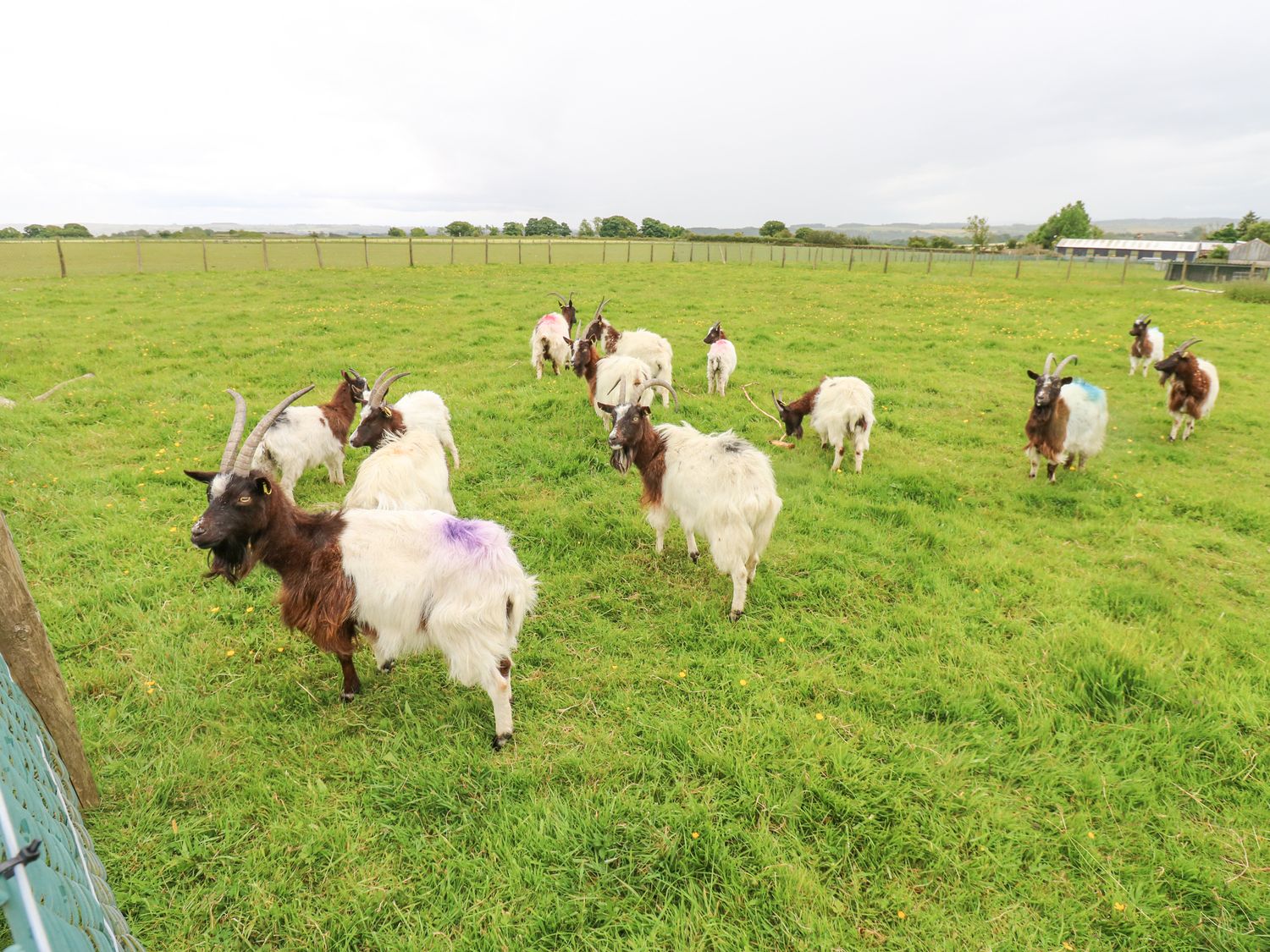 Thornfield, Windmill County Durham. Woodburning stove. Single-storey. Pet-friendly. Private driveway