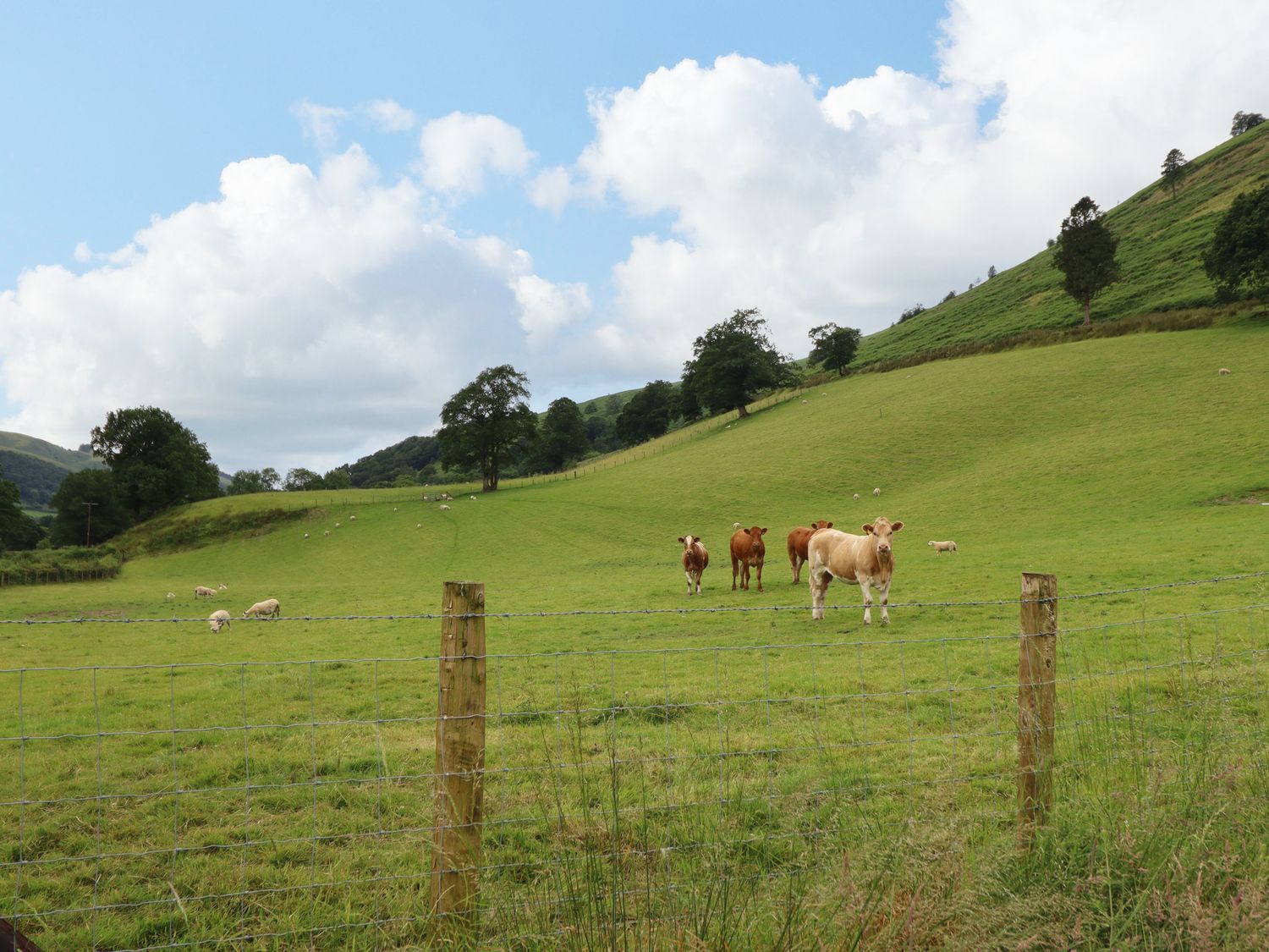 Bwthyn Camlan, Dinas Mawddwy