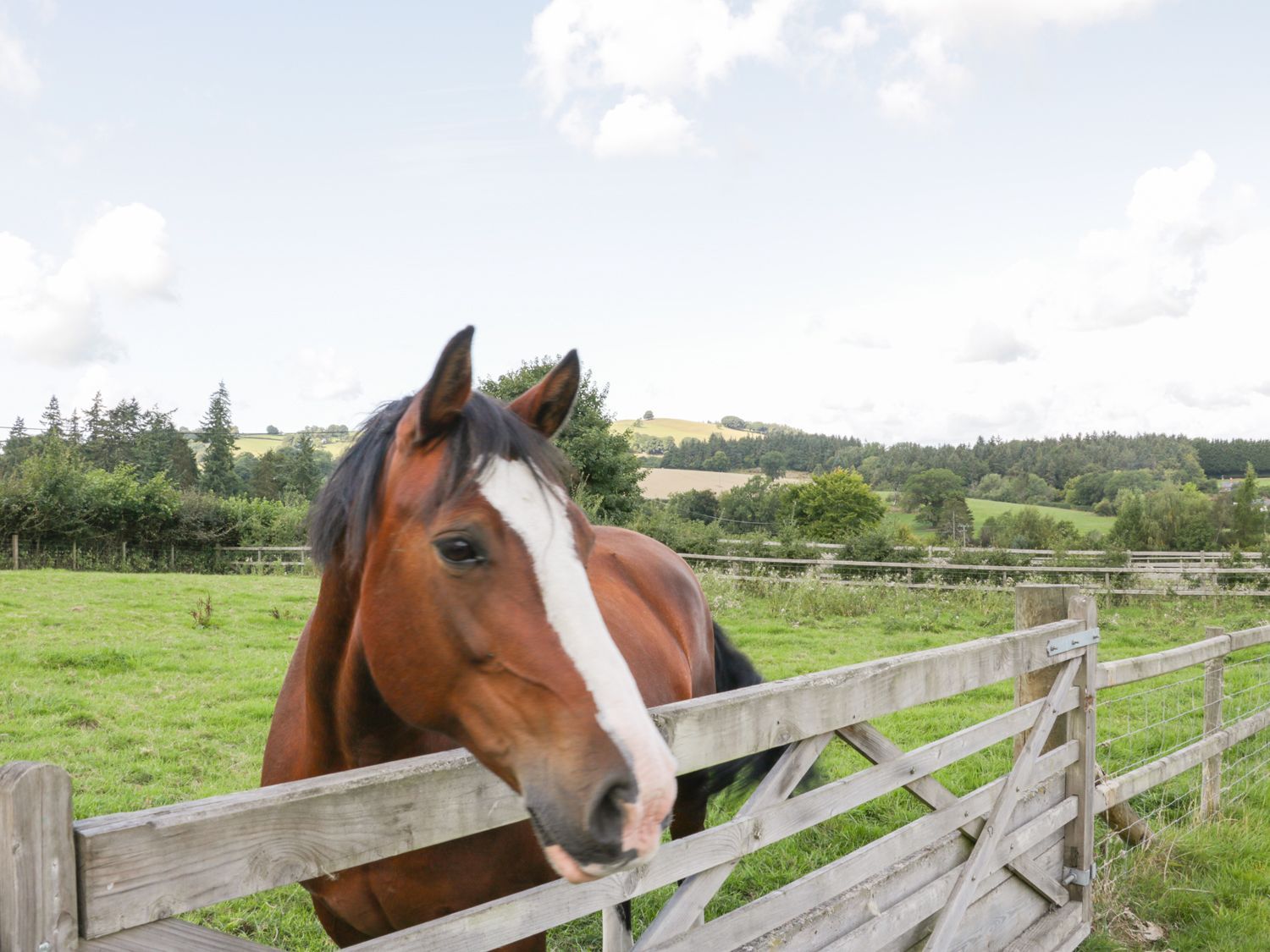 Woodside Cottage, Kerry Powys. Hot tub. Open-plan. Rural. Exposed beams. Single-storey. Pet-friendly