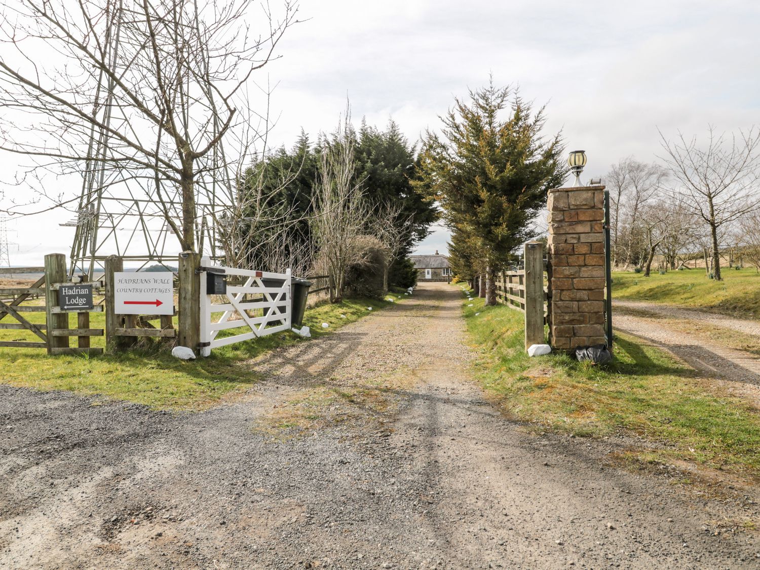 Goldfinch, Northumbria