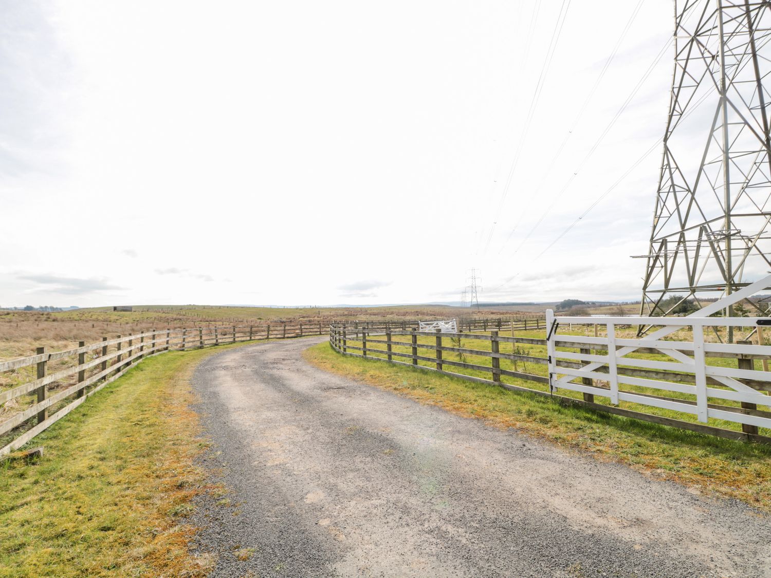 Goldfinch, Northumbria