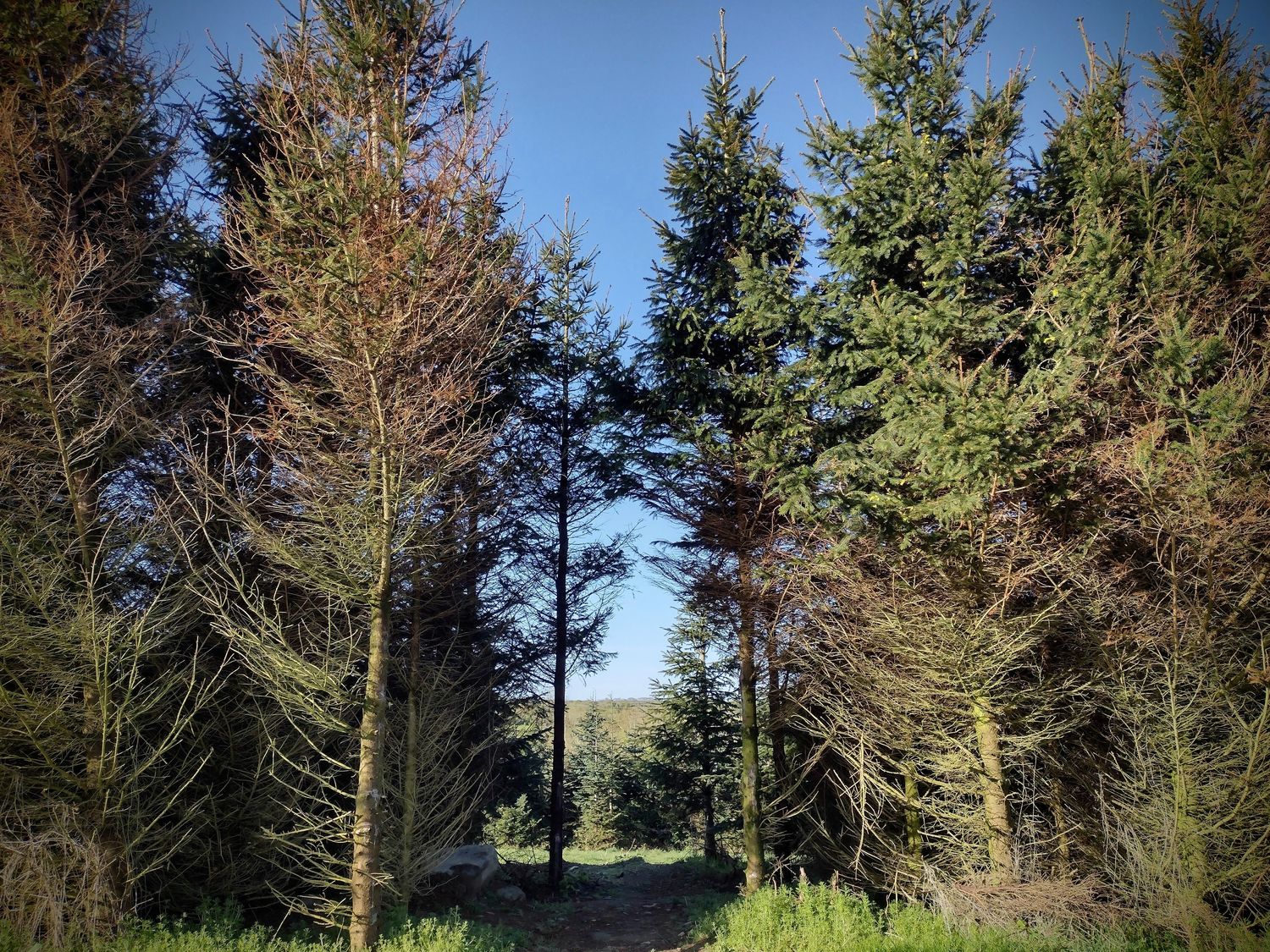 Fir Tree Shepherd's Hut, Llanon